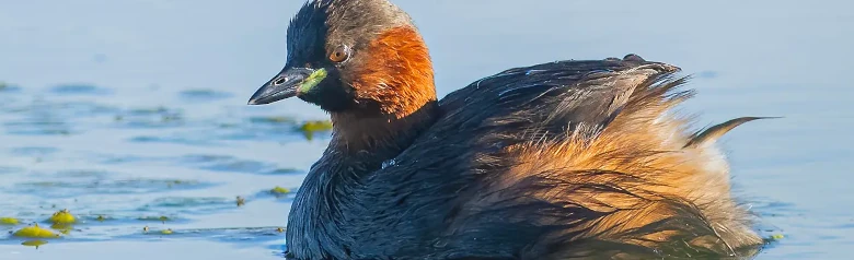 Little Grebe. The bird is dark and has distinct yellow spots in the corners of the mouth. It lacks the head plumage of other great crested grebes.