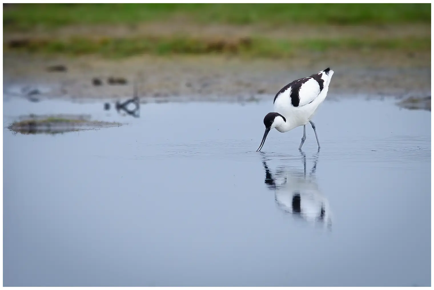 Avocet