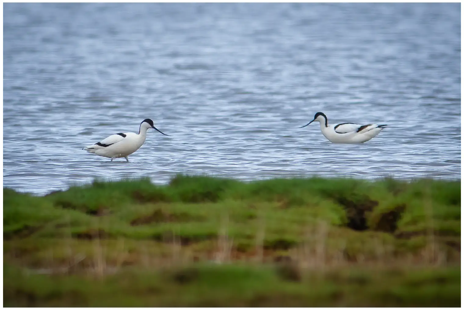 Avocet