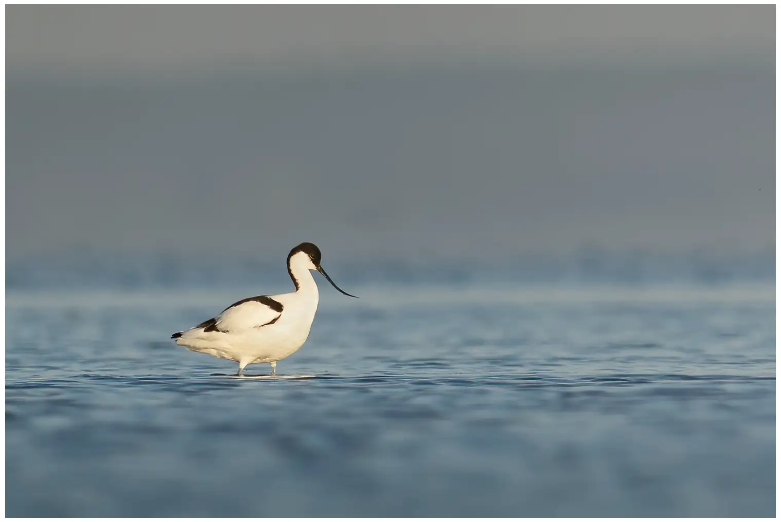 Avocet