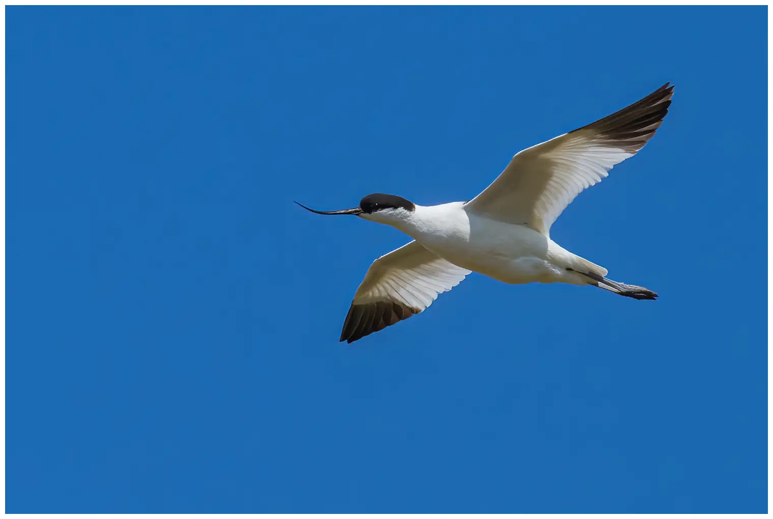 Avocet