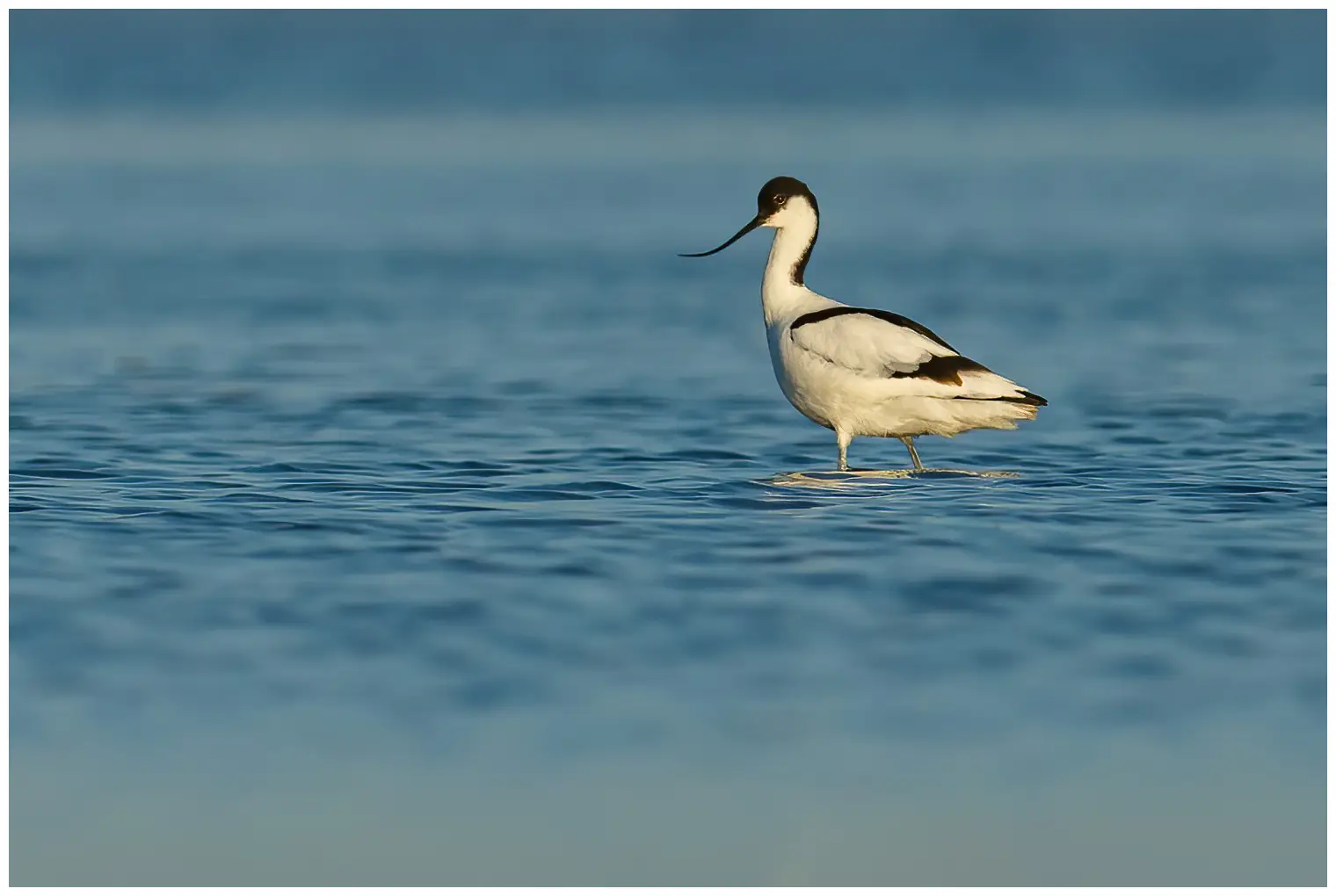 Avocet