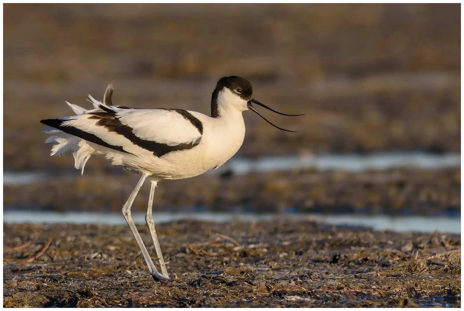 Avocet