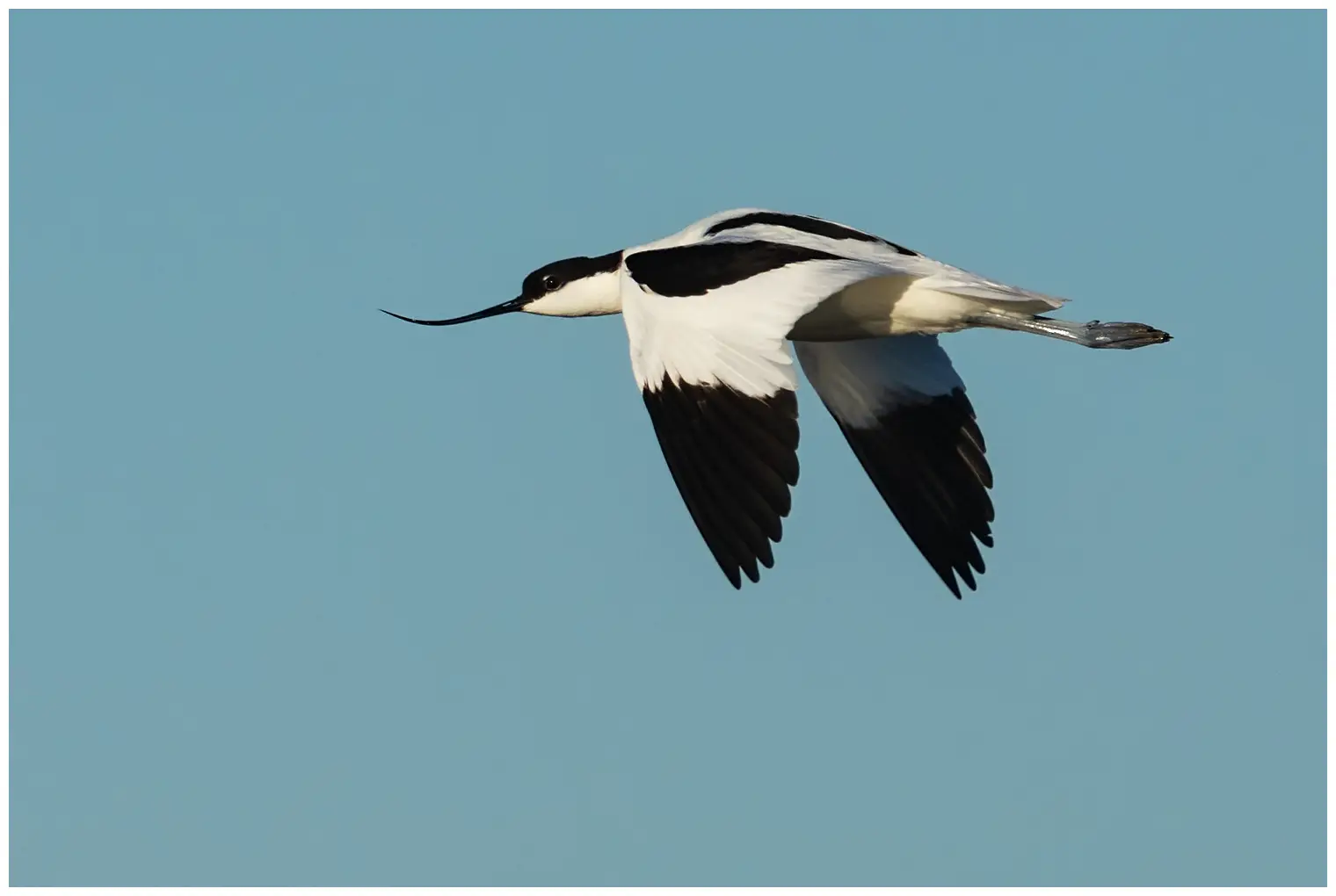 Avocet