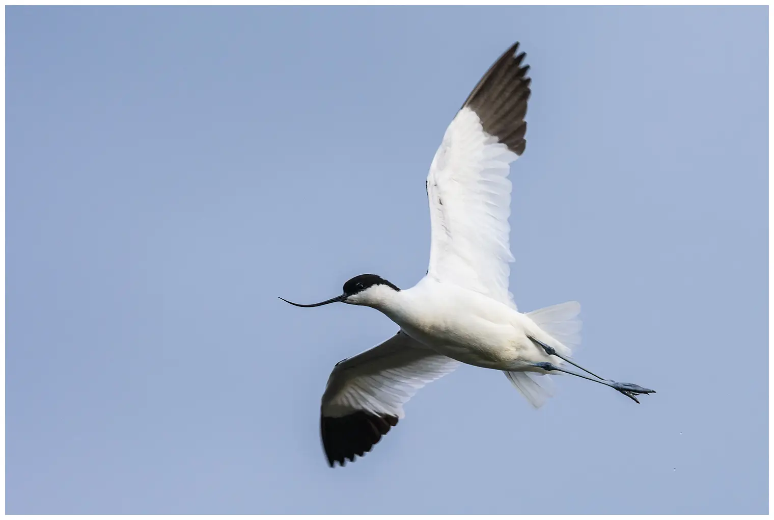 Avocet