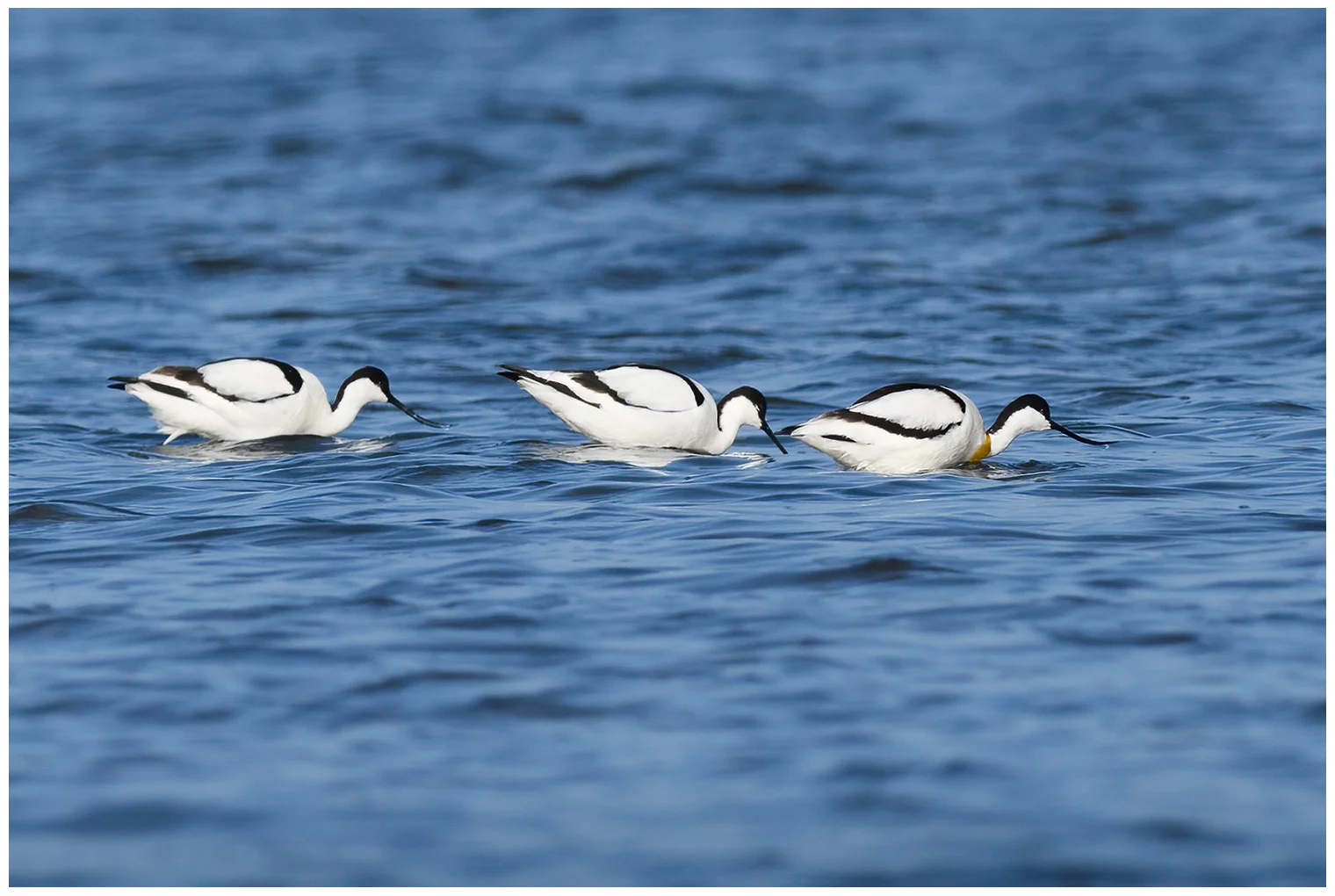 Avocet