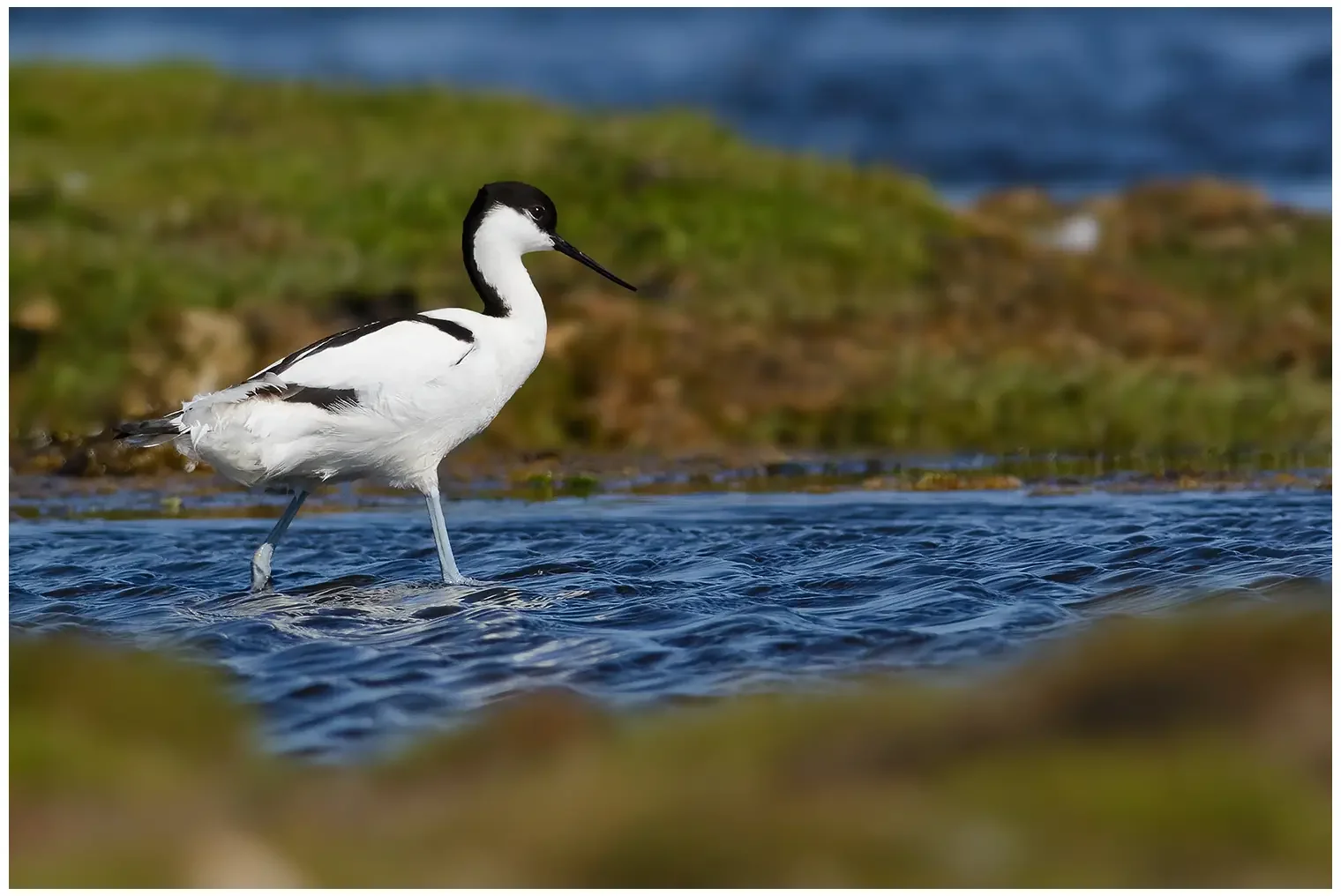 Avocet