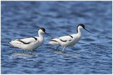 Avocet