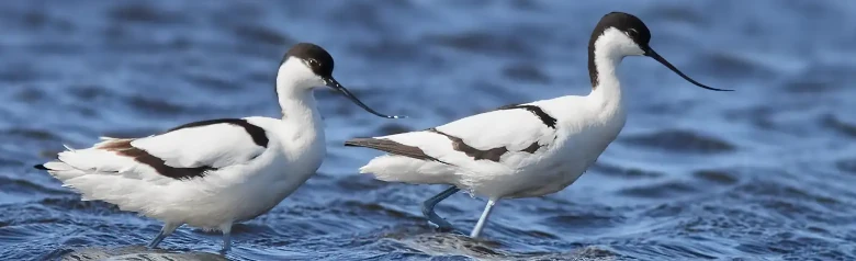 Avocet