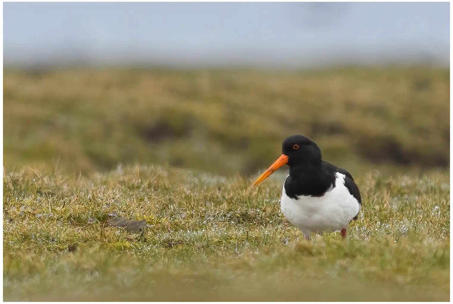 Oystercatcher