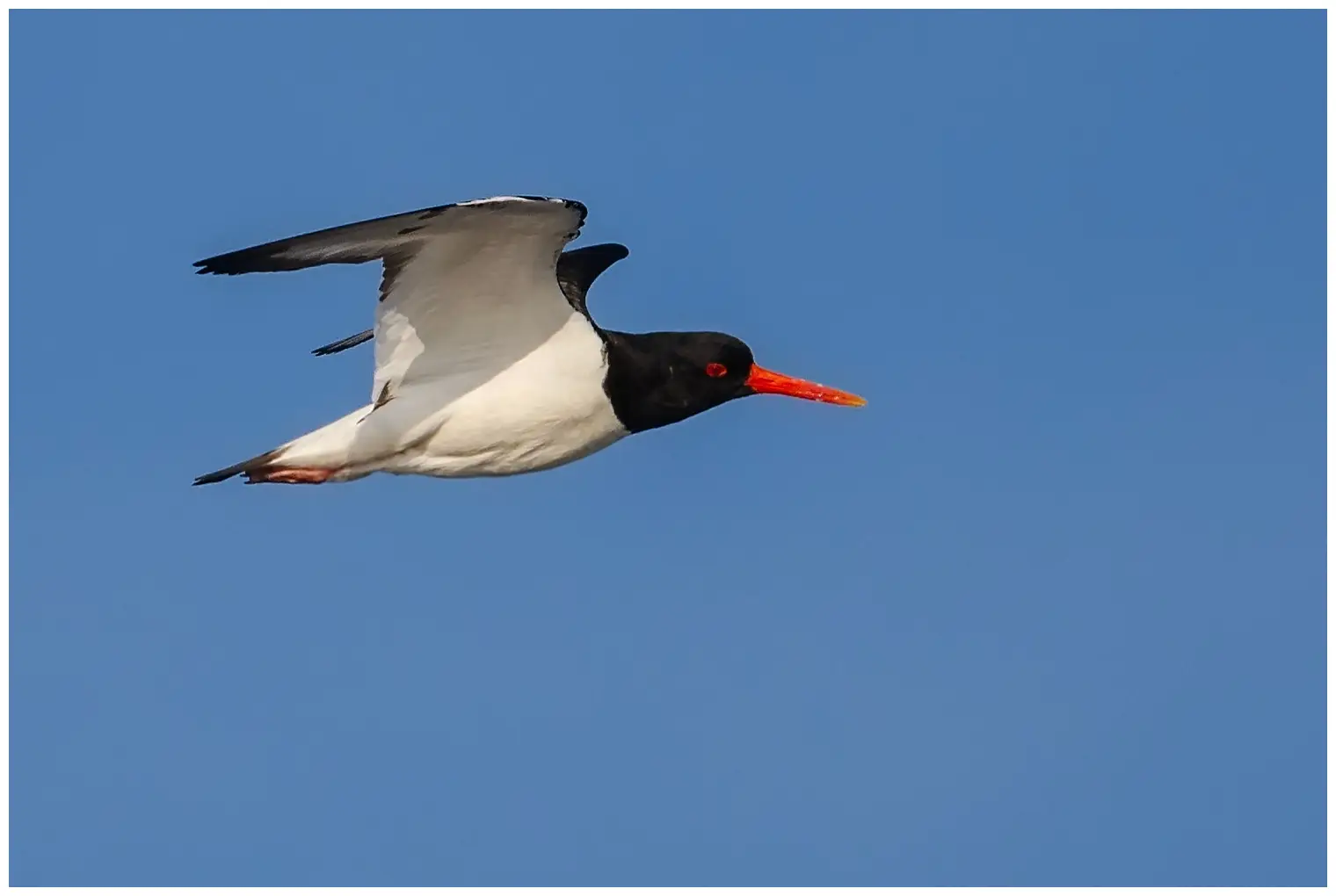Oystercatcher