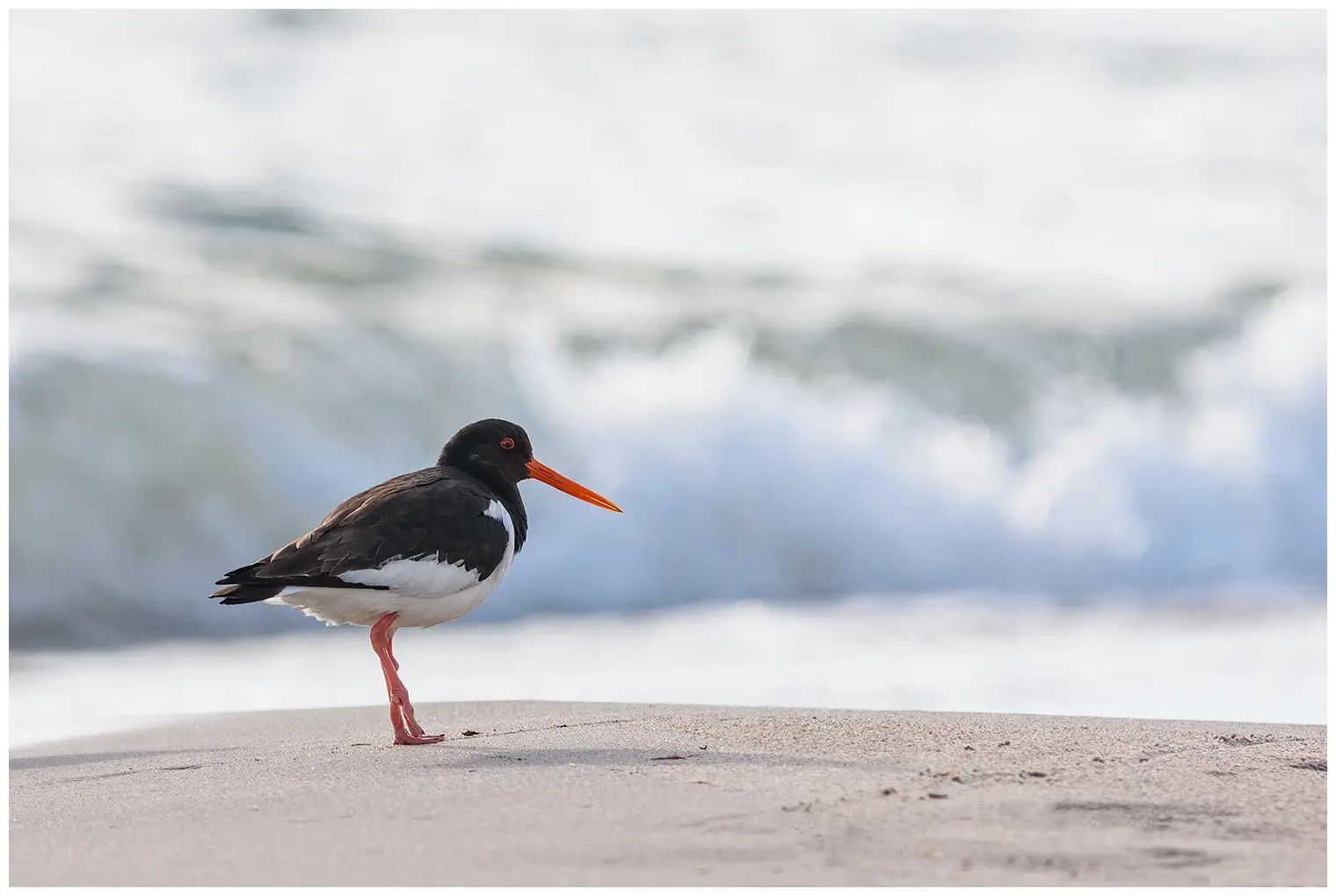 Oystercatcher