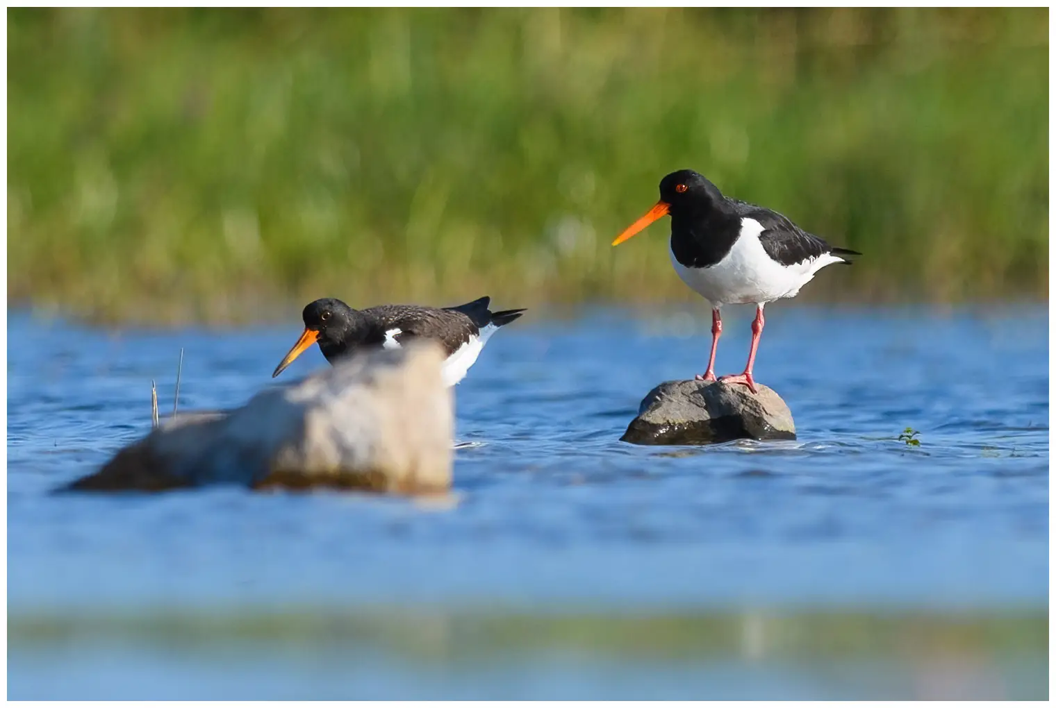 Oystercatcher