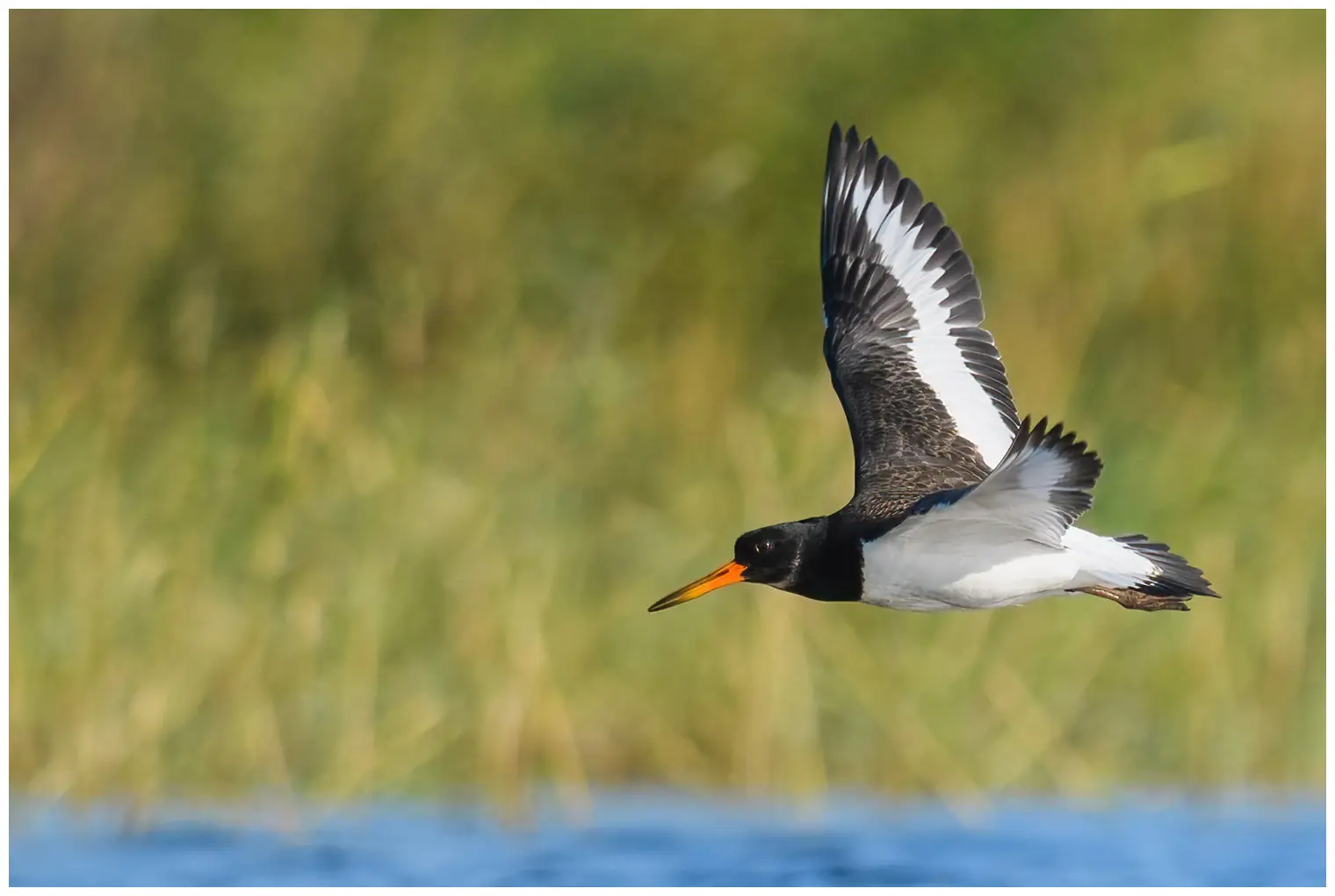 Oystercatcher