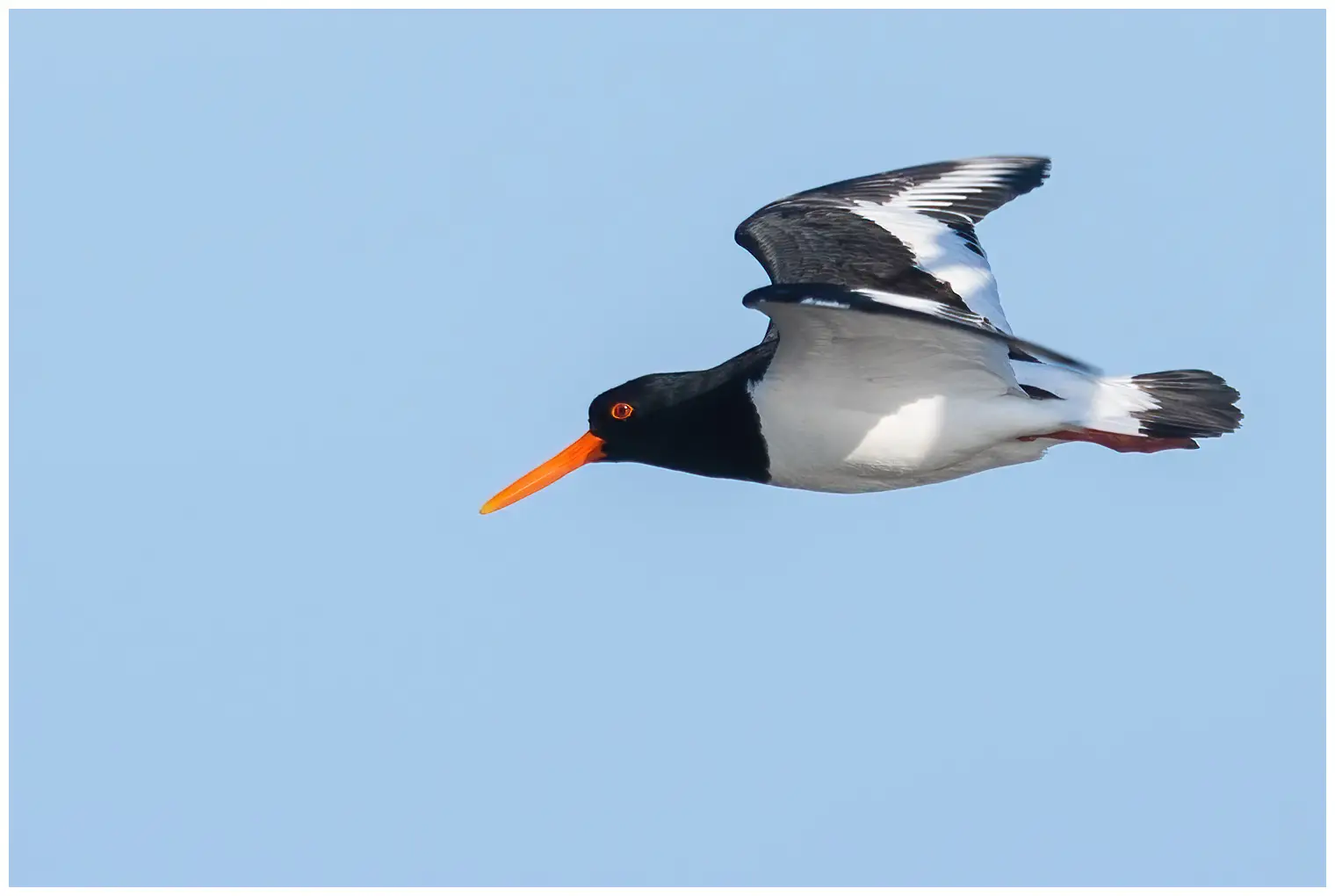 Oystercatcher