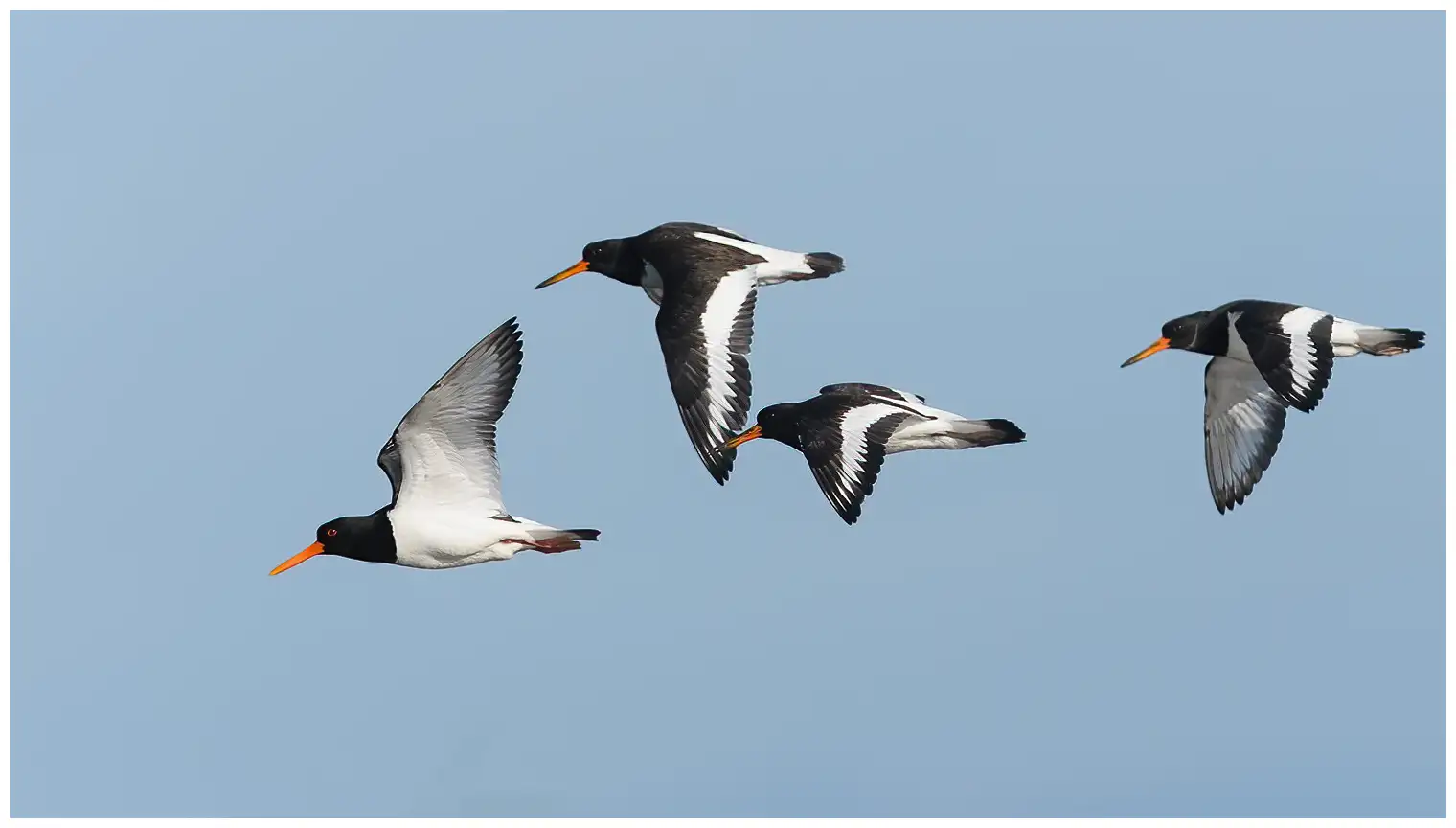 Oystercatcher