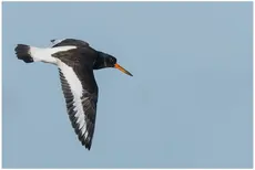 Oystercatcher