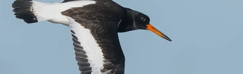 Oystercatcher
