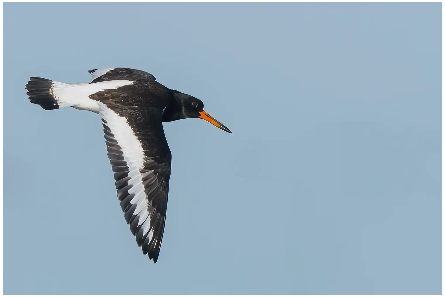 Oystercatcher