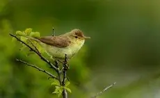 Melodious Warbler