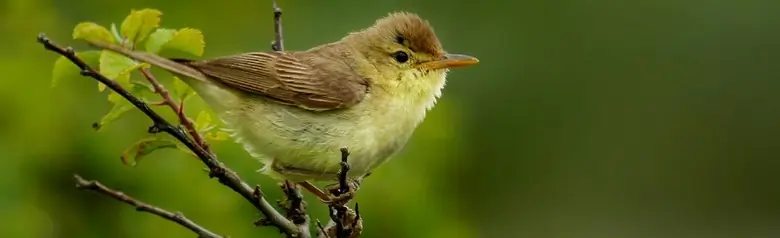 Melodious Warbler