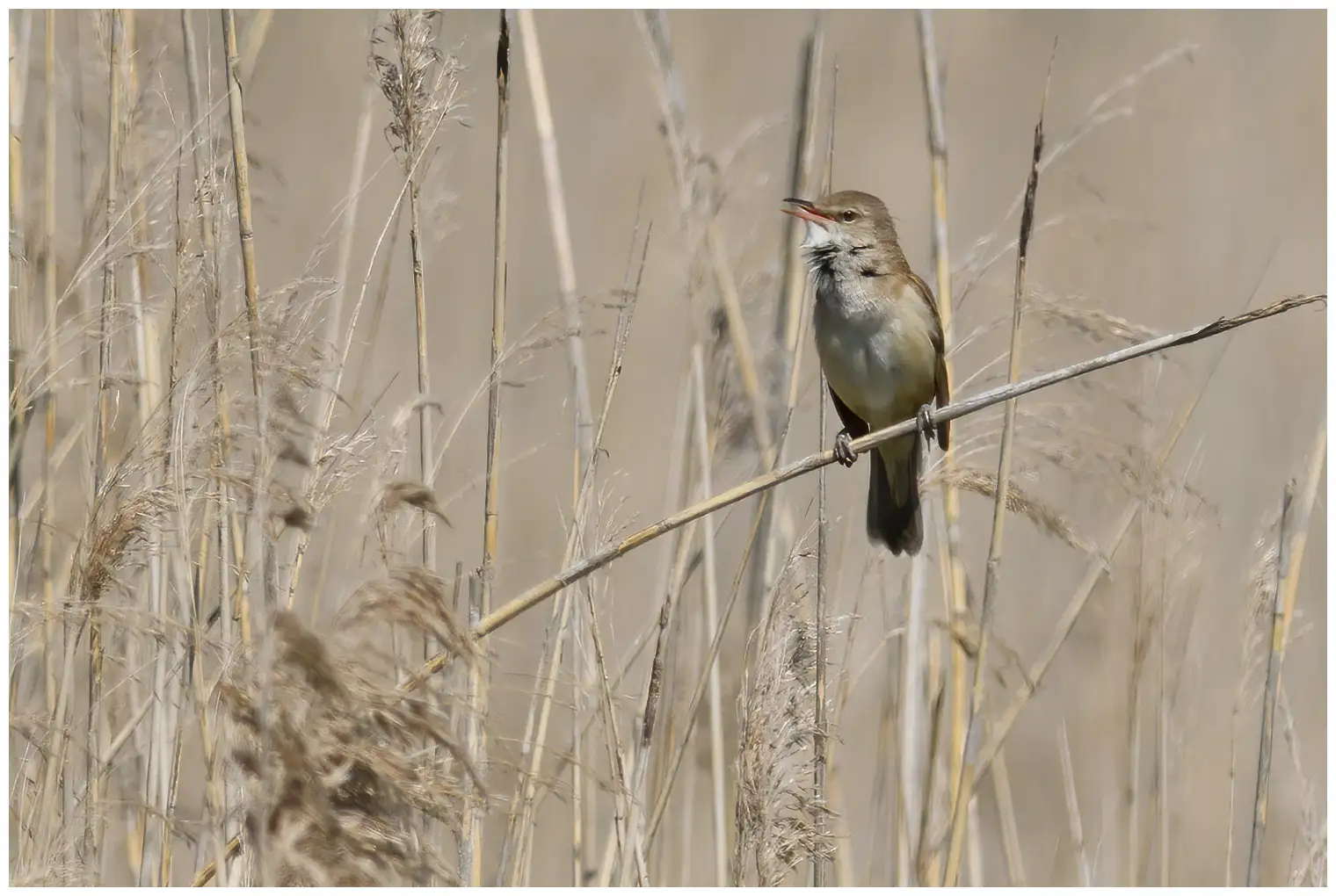  Great Reed-Warbler