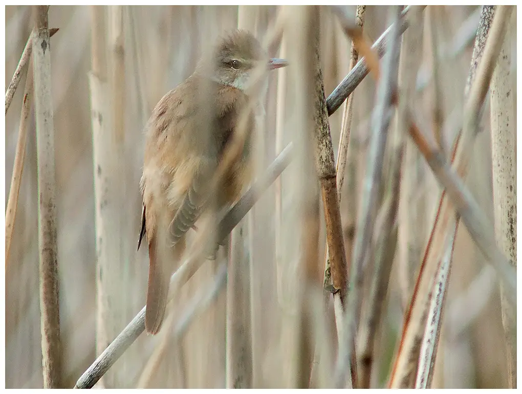  Great Reed-Warbler