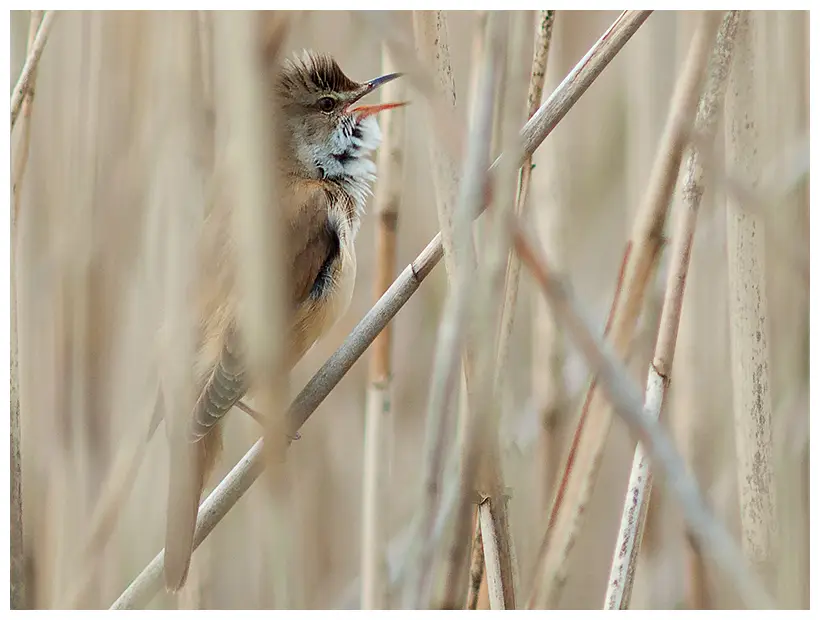  Great Reed-Warbler
