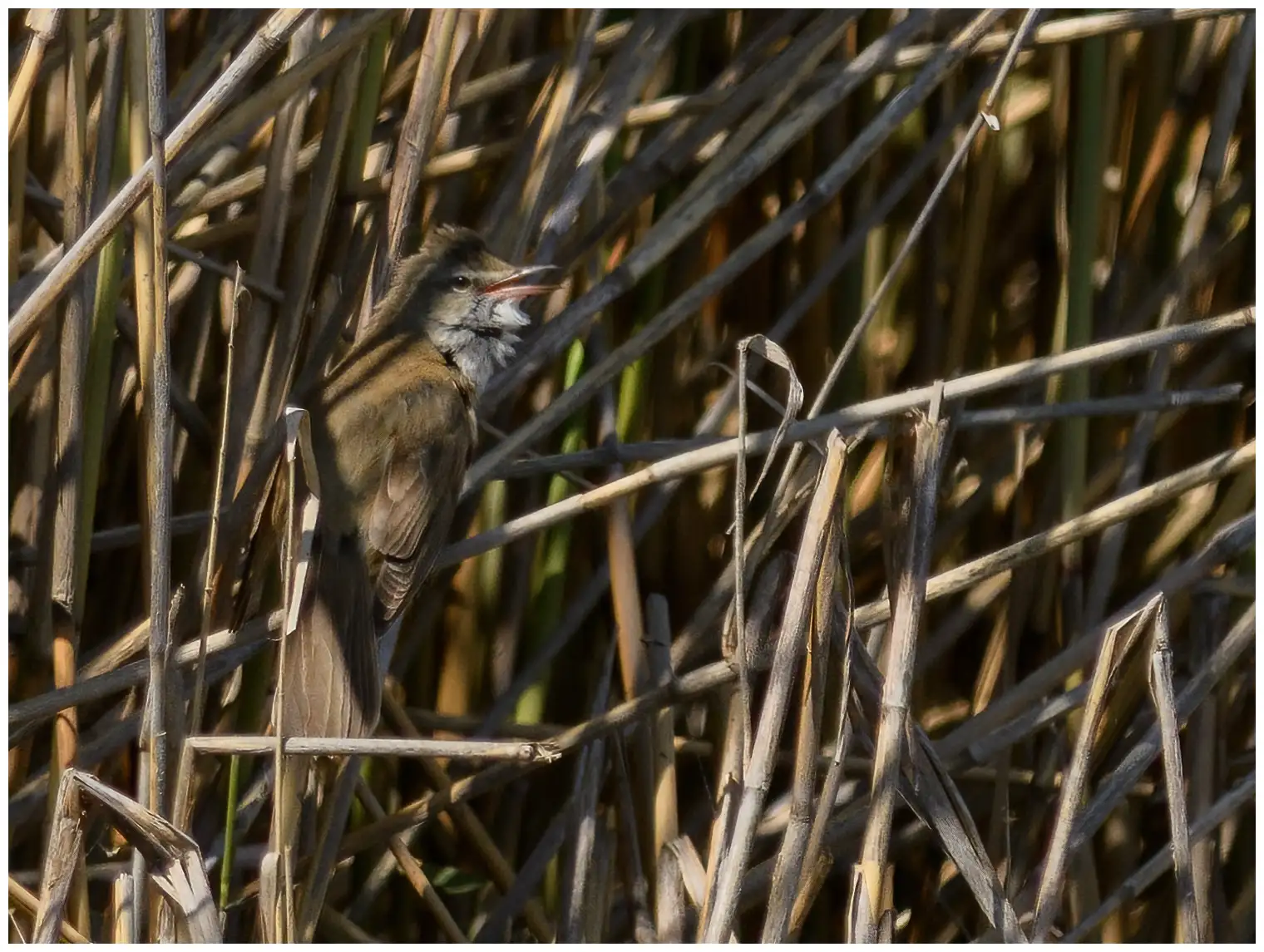  Great Reed-Warbler