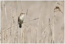  Great Reed-Warbler