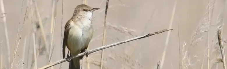  Great Reed-Warbler. Here sitting in a reed forest. The bird has brown upperparts and light undersides with beige-coloured body sides. Light eye stripe.