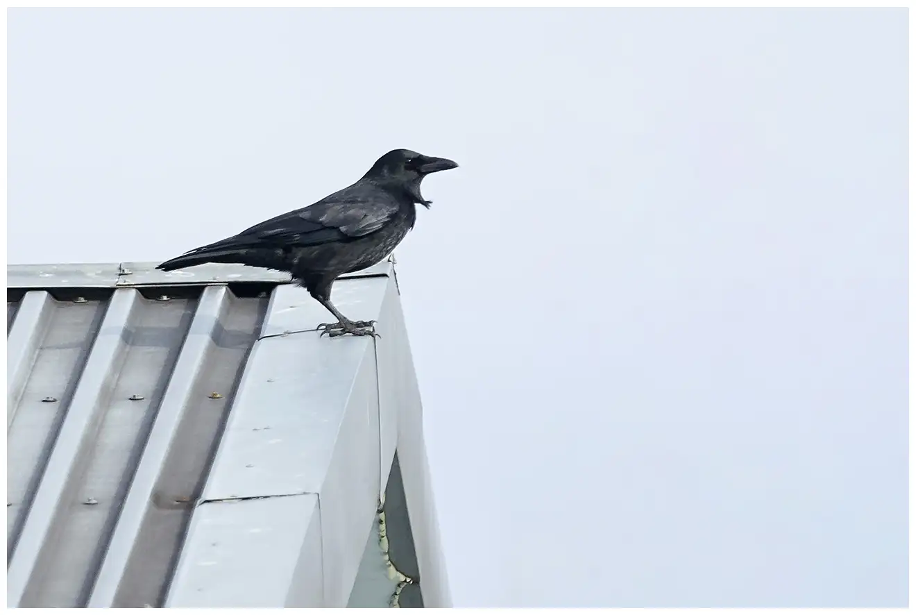 Carrion Crow
