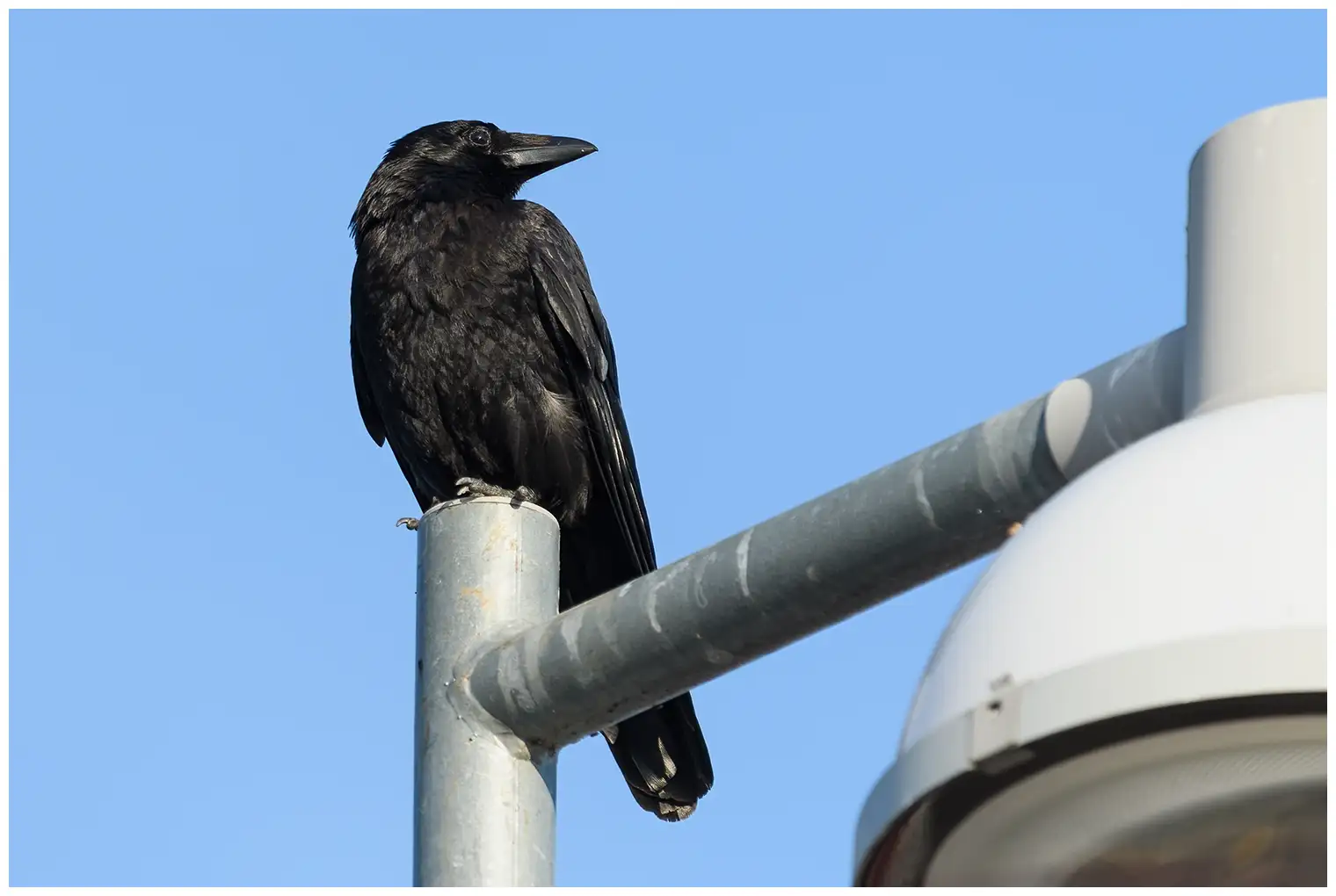 Carrion Crow