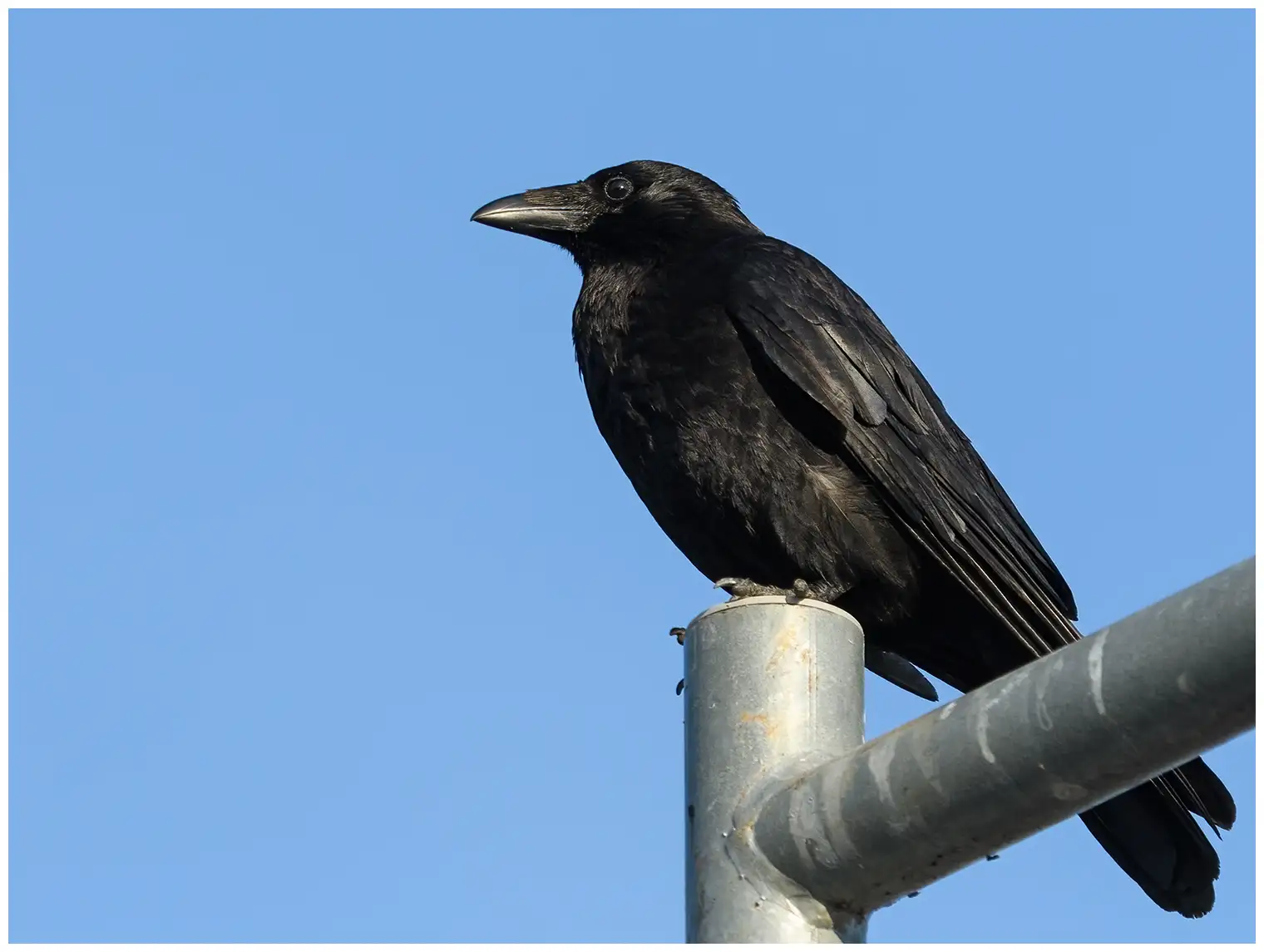 Carrion Crow