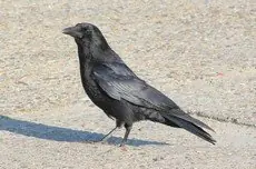 Carrion Crow