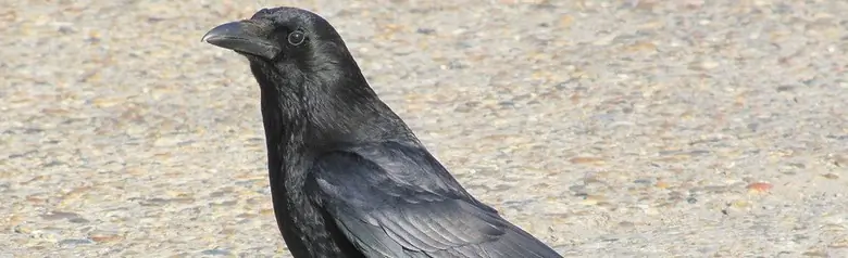 Carrion Crow. Sitting on the road in the sunshine. Completely black bird, faintly glistening in the sunshine.