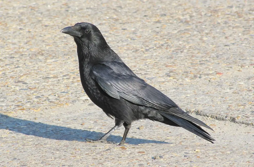 Carrion Crow. Sitting on the road in the sunshine. Completely black bird, faintly glistening in the sunshine.