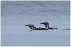 Black-throated diver