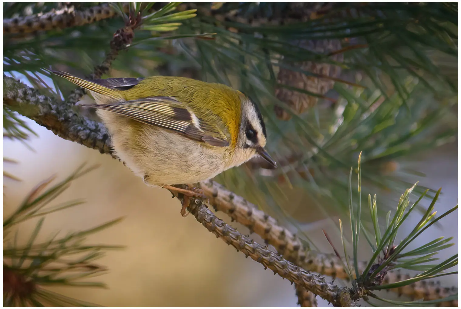 Firecrest