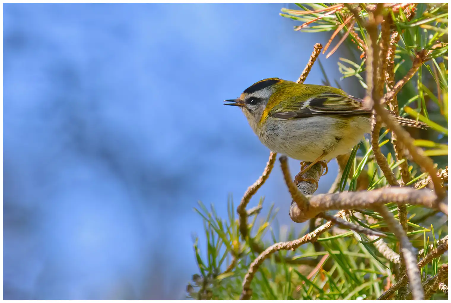 Firecrest