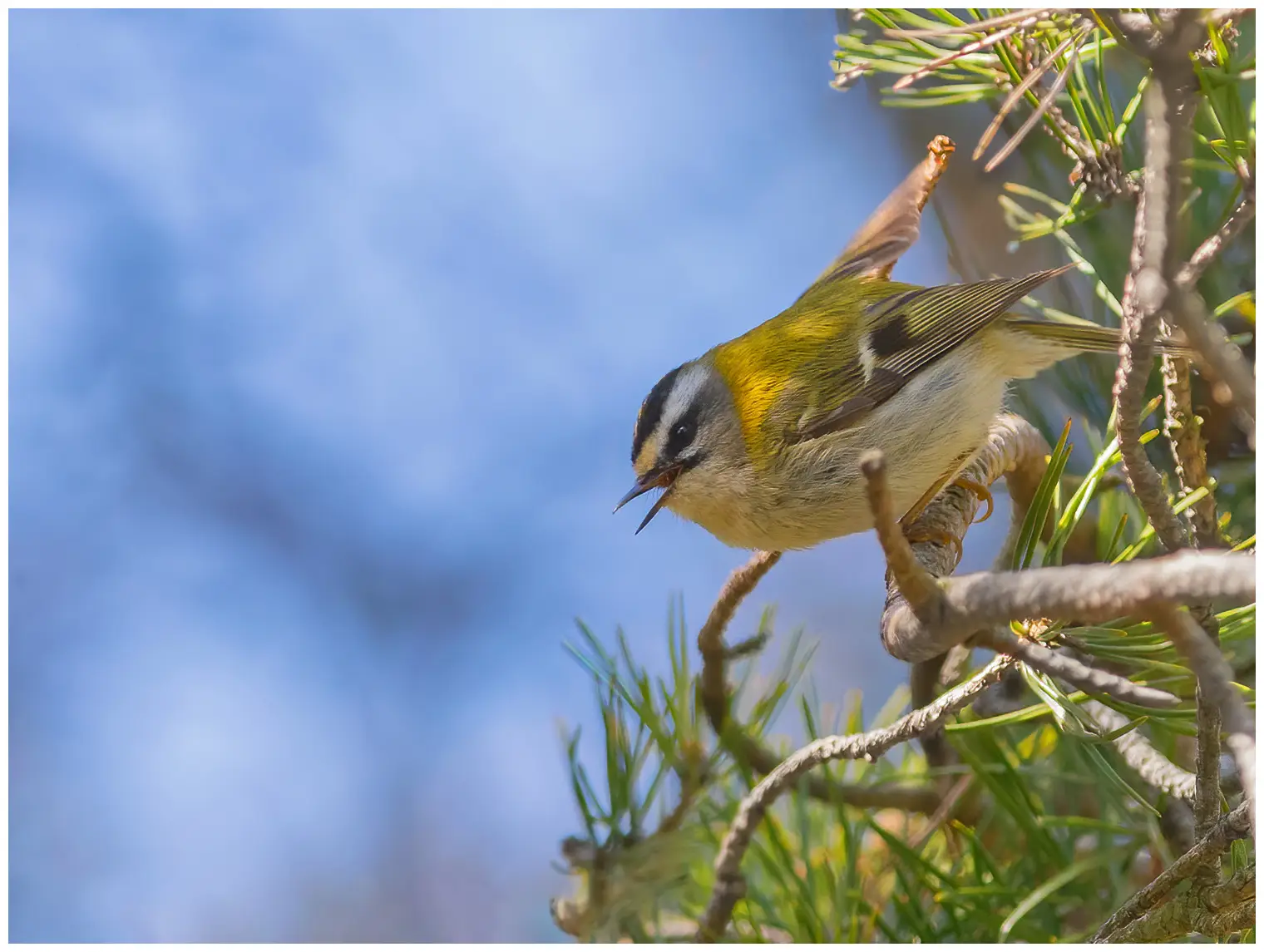 Firecrest