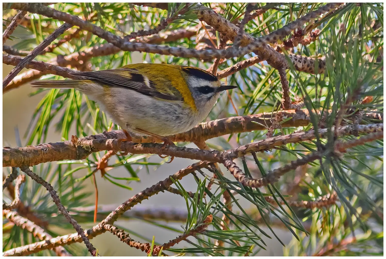Firecrest