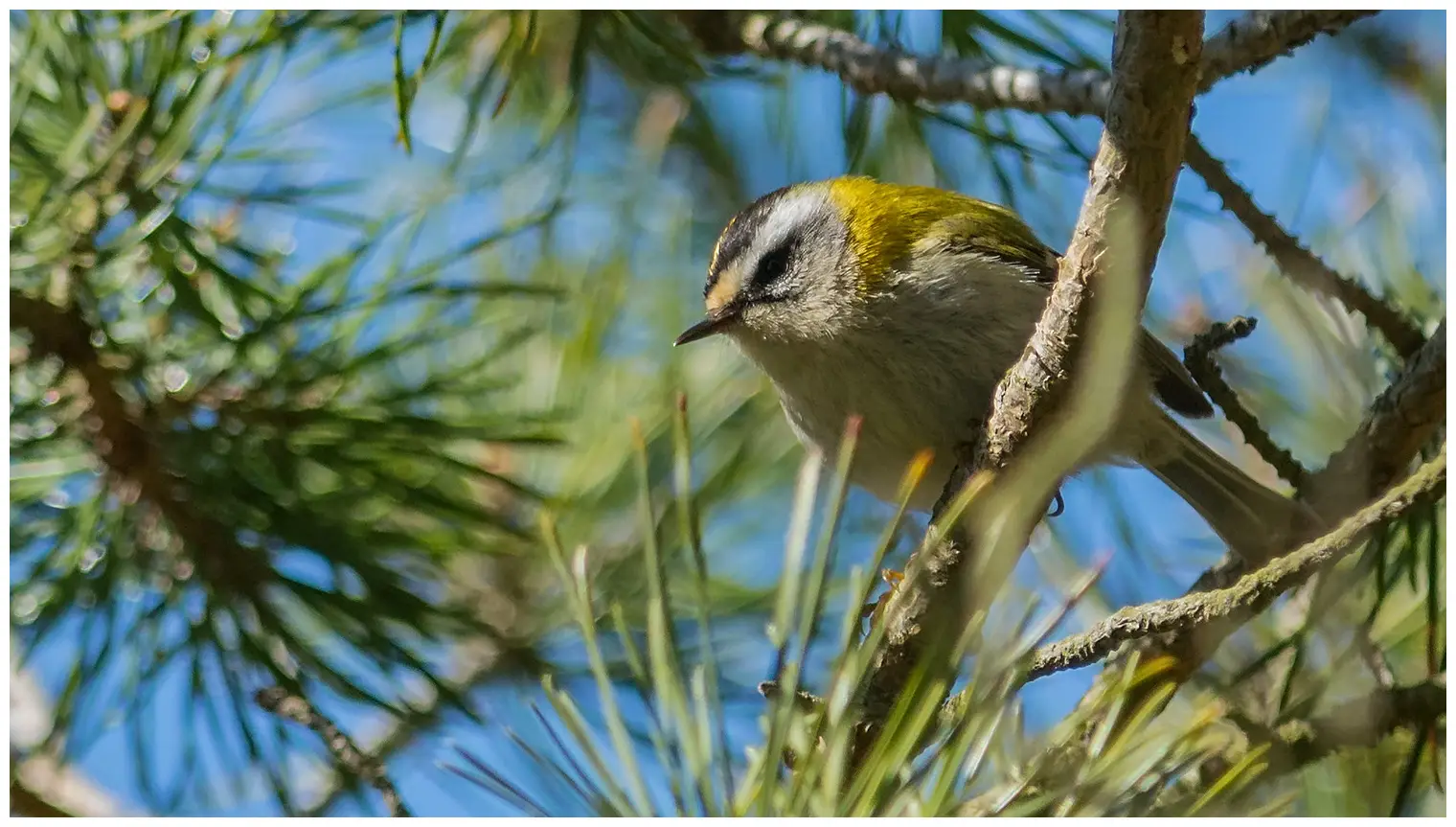 Firecrest
