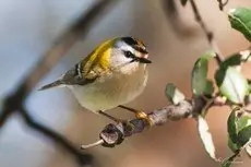 Firecrest