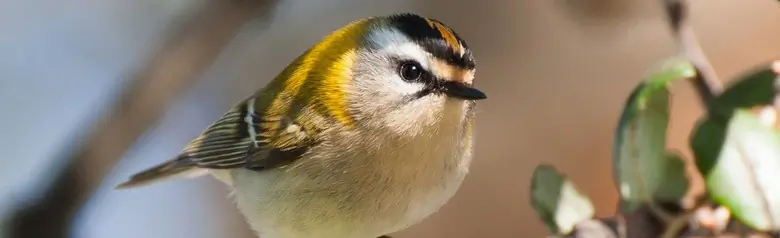 Firecrest