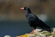 Red-billed Chough