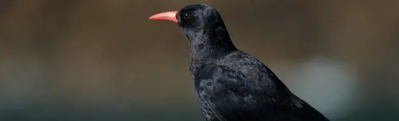 Red-billed Chough