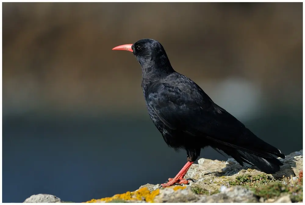 Red-billed Chough