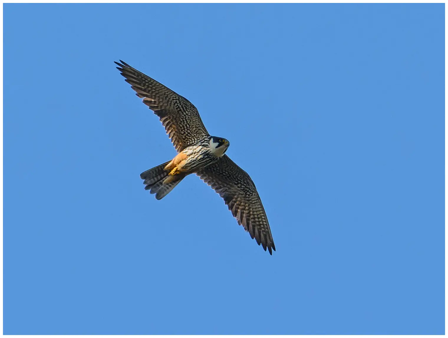 Hobby