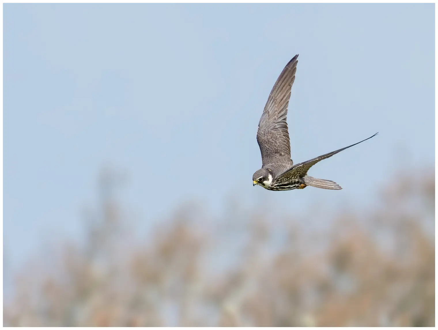 Hobby